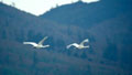 Trumpeter swan pair flying